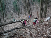 71 variantina ...nel bosco